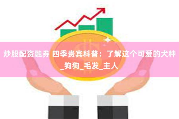 炒股配资融券 四季贵宾科普：了解这个可爱的犬种_狗狗_毛发_主人